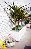 Palm trees and succulents in planters on roof terrace with white wooden screen wall