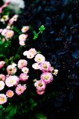 Pink daisies, close-up