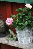 Rose in zinc pot on weathered wooden shelf