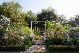 Paved path with small gate between rose beds in sunny garden
