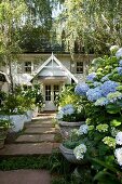 Blue hydrangeas and potted white petunias, azaleas and echeverias lining a paved path leading to a traditional house
