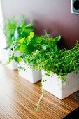 Various herbs in white, square pots on kitchen shelf