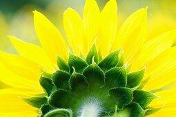 Auschnitt von Rückansicht einer Sonnenblume