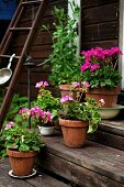 Potted pink geraniums on wooden steps