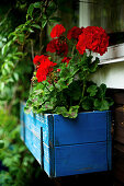 Red geraniums in blue, wooden window box