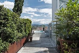 Foliage plants in planters on wooden roof terrace with pool