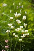 White-flowering Turk's cap lilies