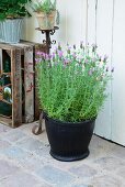 French lavender in planter made from old tyre in front of plant on rusty iron candlestick next to wine crate on rustic terrace