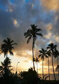 Palm trees silhouetted against evening sky on Tanzanian coast