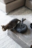 Cat next to teapot on wooden crate