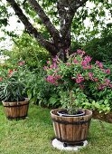 Purple-flowering shrub in planter in garden