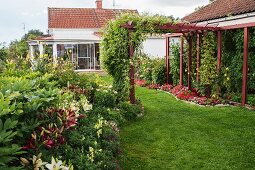 White and red lilies in summery garden with climber-covered pergola and house in background