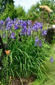 Iris an einem Gartenzaun