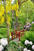 Laburnum next to wooden bridge in landscaped garden with white and purple rhododendrons