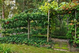 Free-standing espalier trees next to small, gate-shaped trellis