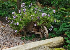 Old wooden wheelbarrow planted with purple-flowering plant