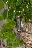 Wall-mounted lantern surrounded by climbing plants on rendered façade