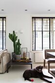 Labrador on white floor in front of black coffee table between windows with half-closed louvre blinds in modern interior