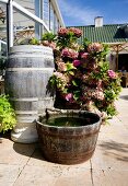 Wooden barrel with tap and tub in front of potted hydrangea on stone terrace outside conservatory