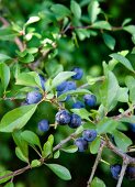 Sloes on branch