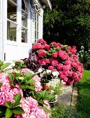 Pale pink and deep pink hydrangeas outside conservatory