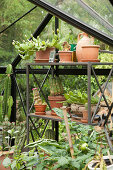 Collection of cacti in terracotta pots on metal shelves in greenhouse