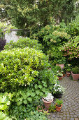 Shady garden with various bushes and corydalis and path paved in fantail pattern
