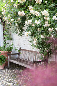Wooden bench against whitewashed brick wall and white-flowering rose bush in garden