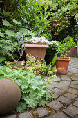 Lerchensporn und blühende Blumen in Terrakottatöpfen auf gepflasterter Fläche im Garten