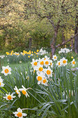 White daffodils with yellow centres in garden