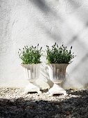 Lavender in white planters against white façade