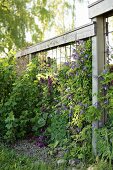 Purple-flowering clematis growing on trellising with wooden frame