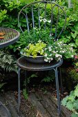 Schale mit Schneeflockenblume und Ackerhellerkraut auf Metallstuhl im Garten