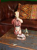 Anatomical model and glass paperweight on wooden surface with peeling paint