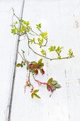 Branches of two types of rose with spring foliage on wooden surface with peeling white paint