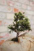 Bonsai tree planted in artistic container
