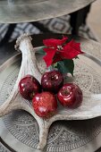 Antler used as bowl for dark red Christmas apples and poinsettia on tin tray