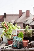 Vegetable plants, herbs and planters on potting bench on roof terrace