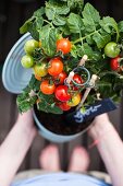 Frau hält Tomatenpflanze in Konervendose in den Händen