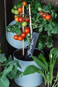 Tomato plant growing in large tin can with plant label
