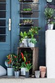 Rampe vor Eingangstür bepflanzt mit Gemüsepflanzen und Kräutern