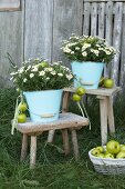 Enamel buckets of ox-eye daisies and green apples on vintage stools