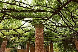 Brick pillars with capitals supporting spider-web pergola of branches in gardens of Villa Cimbrone in Italy