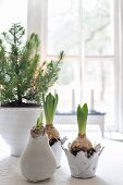 Hyacinths and small tree in decorative planters