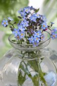 Glass vase of forget-me-nots (close-up)