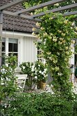 Plant climbing over wooden pergola in front of flowering rose bush and house façade