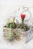 Two flowering cacti planted amongst gravel and soil in small tin