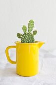 Opuntia cactus planted in old yellow enamel jug on white linen tablecloth
