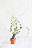 Tillandsia in tiny clay pot on white linen