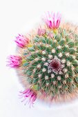 Pink-flowering cactus seen from above